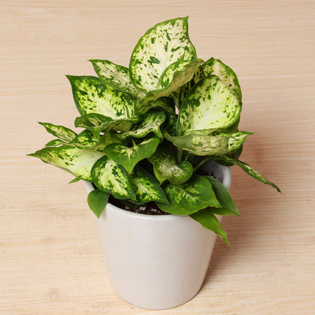 银皇后繁殖方法图解叶子发黄怎么办?银皇后会开花吗多少钱一盆