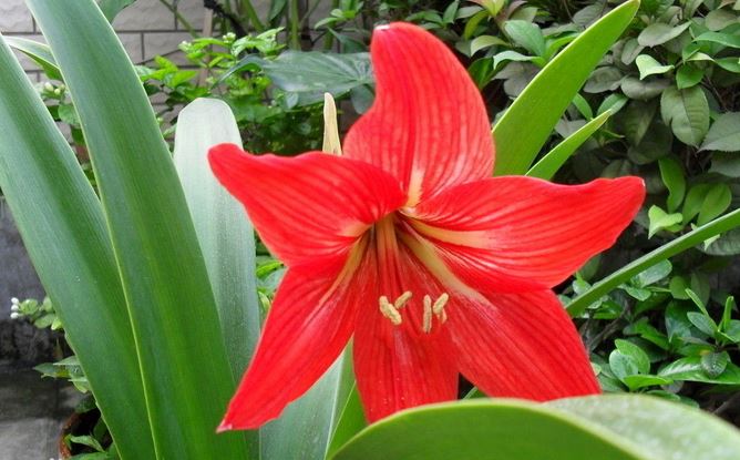 �춥����ô��ֳ�ʺ������������ж��� �춥��Ϊɶֻ��Ҷ�Ӳ�����