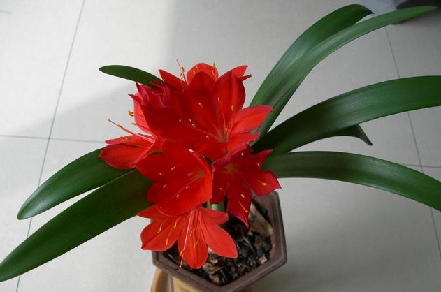 �춥����ô��ֳ�ʺ������������ж��� �춥��Ϊɶֻ��Ҷ�Ӳ�����