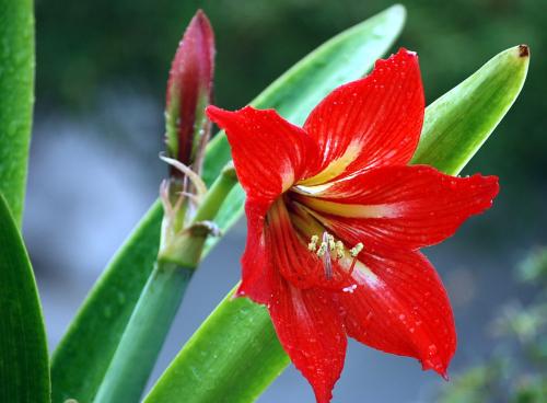 �춥����ô��ֳ�ʺ������������ж��� �춥��Ϊɶֻ��Ҷ�Ӳ�����