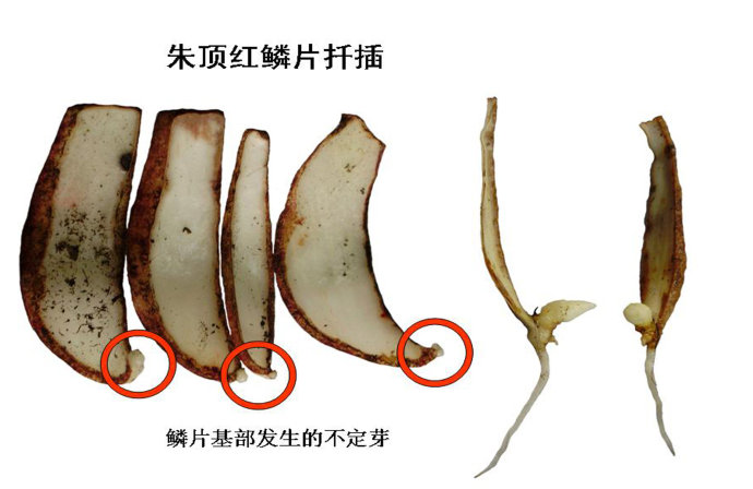 �춥����ô��ֳ�ʺ������������ж��� �춥��Ϊɶֻ��Ҷ�Ӳ�����