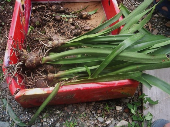 �춥����ô��ֳ�ʺ������������ж��� �춥��Ϊɶֻ��Ҷ�Ӳ�����