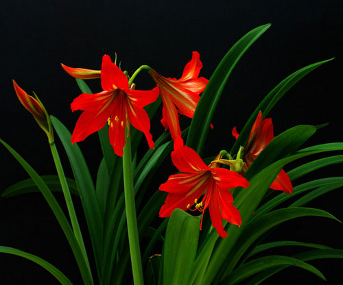 �춥��Ҷ�ӷ��Ƽ�����ԭ����ô�� �춥�쿪�껨�Ժ󻨼���ô����