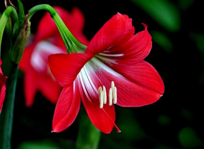 �춥��Ҷ�ӷ��Ƽ�����ԭ����ô�� �춥�쿪�껨�Ժ󻨼���ô����