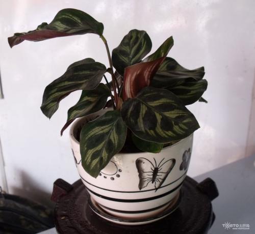 孔雀竹芋分株繁殖方法过程图解及注意事项,孔雀竹芋多久浇一次水