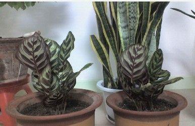 孔雀竹芋分株繁殖方法过程图解及注意事项,孔雀竹芋多久浇一次水