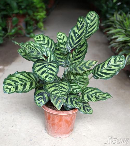 孔雀竹芋分株繁殖方法过程图解及注意事项,孔雀竹芋多久浇一次水