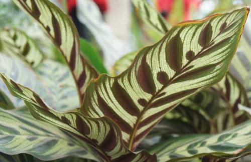 孔雀竹芋分株繁殖方法过程图解及注意事项,孔雀竹芋多久浇一次水