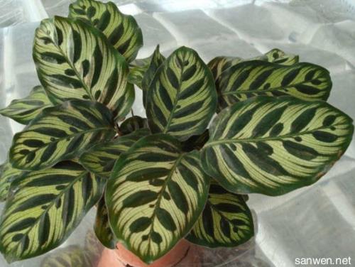 孔雀竹芋分株繁殖方法过程图解及注意事项,孔雀竹芋多久浇一次水