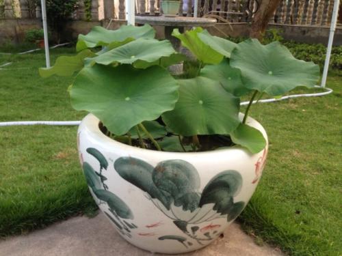 水培碗莲常见的养殖方法和注意事项,水培碗莲能开花么需要换水吗