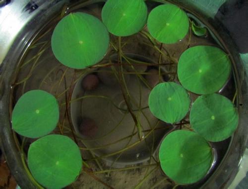 水培碗莲常见的养殖方法和注意事项,水培碗莲能开花么需要换水吗