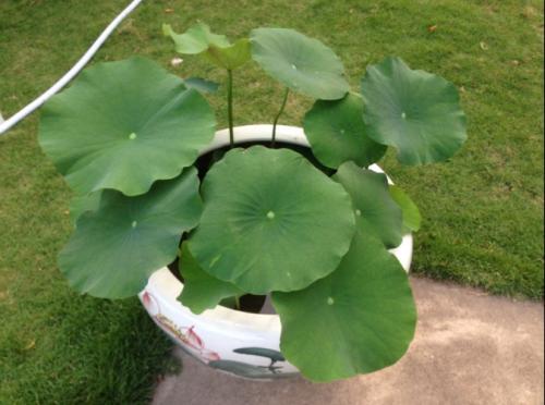 水培碗莲常见的养殖方法和注意事项,水培碗莲能开花么需要换水吗