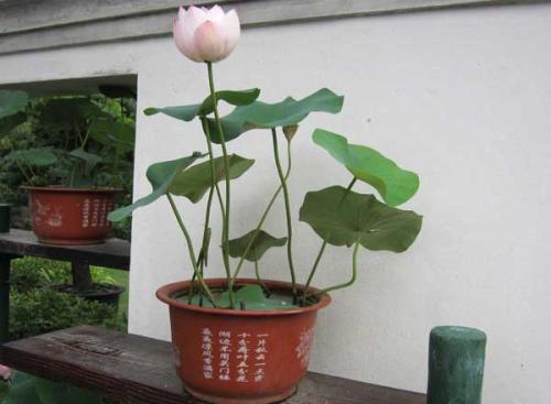 ˮ��������������ֳ������ע������,ˮ�������ܿ���ô��Ҫ��ˮ��