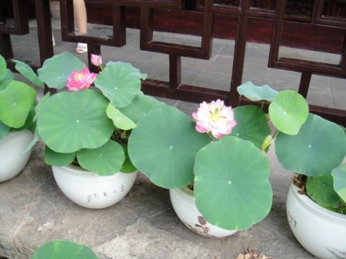 水培碗莲常见的养殖方法和注意事项,水培碗莲能开花么需要换水吗