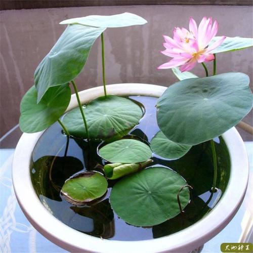 ����һ��ʲôʱ�򿪻�����ͼƬ,����ֻ��Ҷ�Ӳ�����ԭ��������