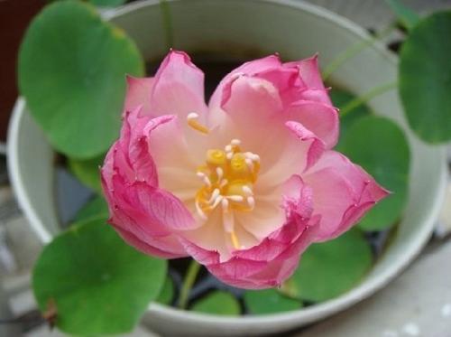 ����һ��ʲôʱ�򿪻�����ͼƬ,����ֻ��Ҷ�Ӳ�����ԭ��������