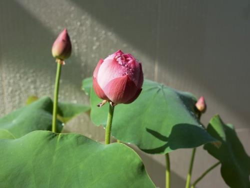 ����һ��ʲôʱ�򿪻�����ͼƬ,����ֻ��Ҷ�Ӳ�����ԭ��������