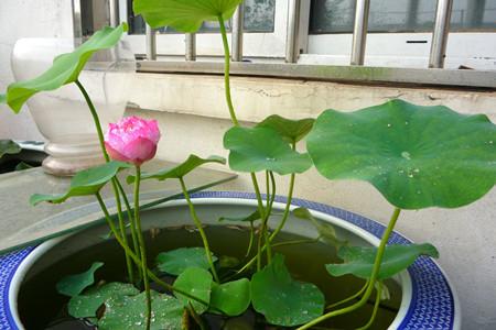 ����һ��ʲôʱ�򿪻�����ͼƬ,����ֻ��Ҷ�Ӳ�����ԭ��������