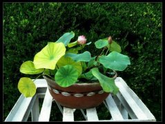 �������ӵ���ֲ������ϸ����ͼ��,�������ӷ�ѿ�����ô�촦��ͼ