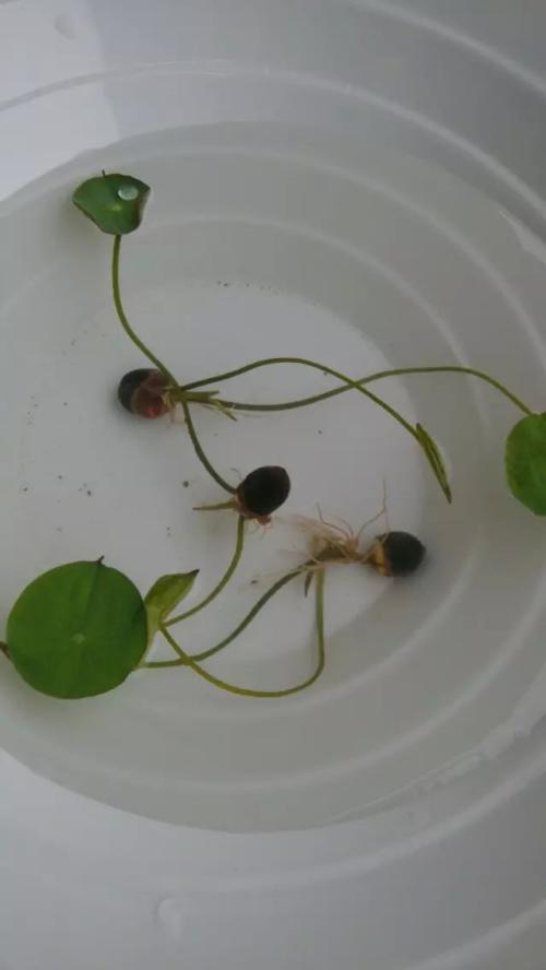 碗莲种子的种植方法详细过程图解,碗莲种子发芽后该怎么办处理图