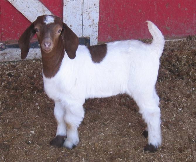 波尔山羊的养殖技术与饲料配方及利润分析 波尔山羊价格表与销路