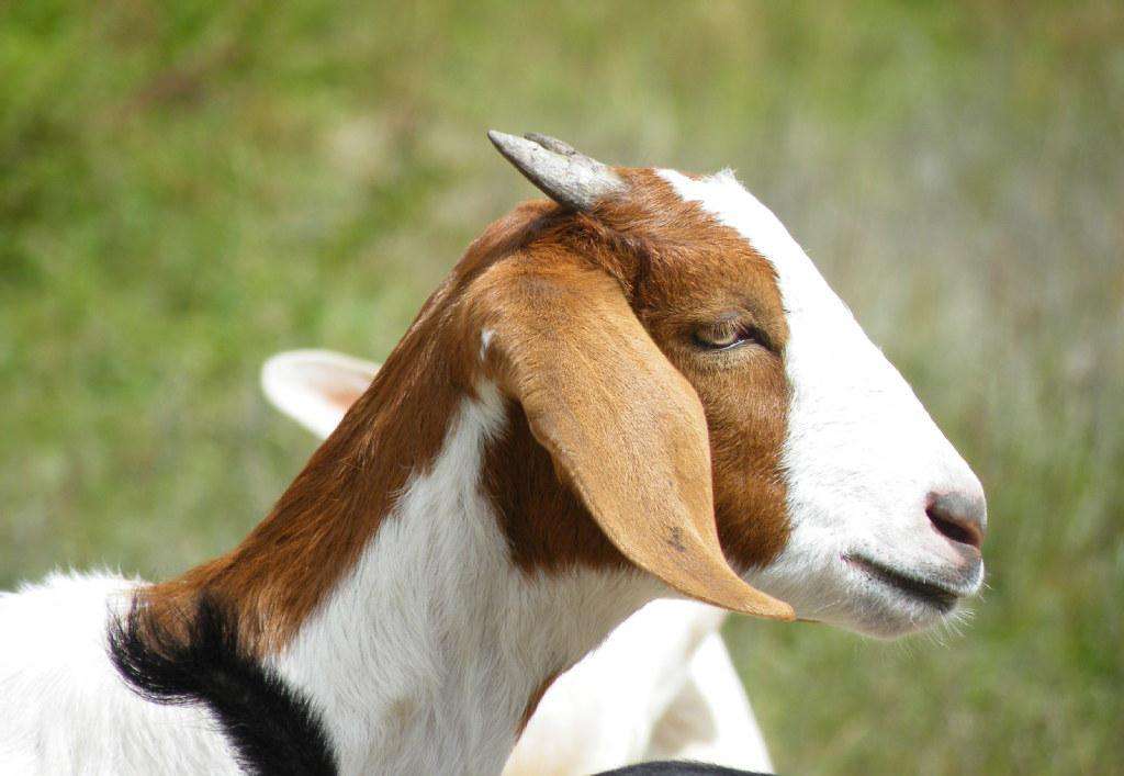 波尔山羊的养殖技术与饲料配方及利润分析 波尔山羊价格表与销路