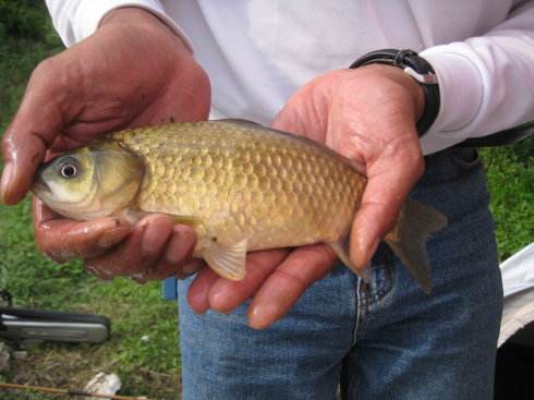 黄金鲫鱼养殖技术与饵料配方一年能长多大 2017黄金鲫鱼批发价格