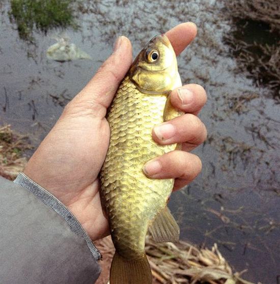 ƽֳ䷽һܳ 2017ƽ۸