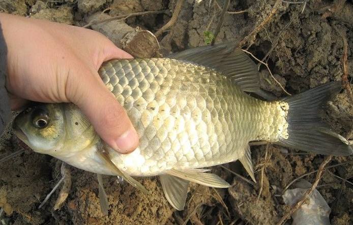 黄金鲫鱼养殖技术与饵料配方一年能长多大 2017黄金鲫鱼批发价格