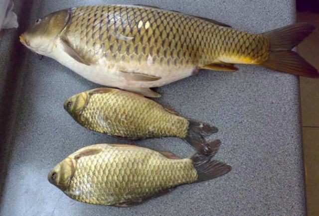 ƽֳ䷽һܳ 2017ƽ۸