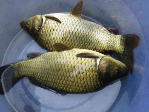 黄金鲫鱼养殖技术与饵料配方一年能长多大 2017黄金鲫鱼批发价格