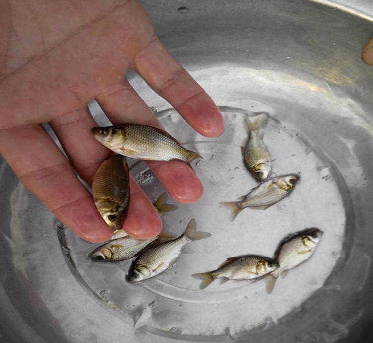 ƽֳ䷽һܳ 2017ƽ۸