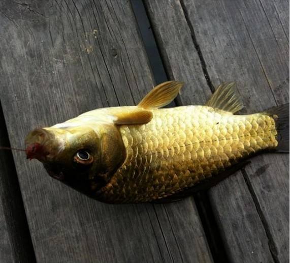 黄金鲫鱼养殖技术与饵料配方一年能长多大 2017黄金鲫鱼批发价格