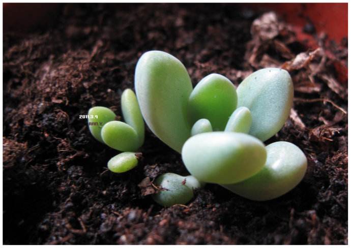 ����Ƥֲ������к����ܷ����������ú���ֳ����