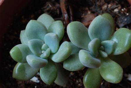 ����Ƥֲ������к����ܷ����������ú���ֳ����