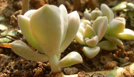 ����Ƥֲ������к����ܷ����������ú���ֳ����