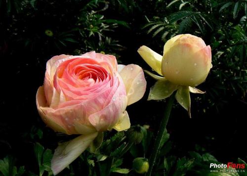 ��ëݢ������ֲ������ϸ����ͼ��,��ëݢ�����ô����ʲôʱ����