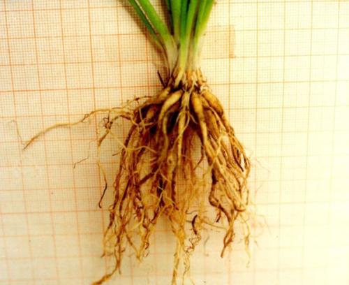 ��ëݢ������ֲ������ϸ����ͼ��,��ëݢ�����ô����ʲôʱ����