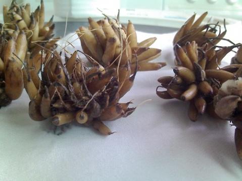 ��ëݢ������ֲ������ϸ����ͼ��,��ëݢ�����ô����ʲôʱ����