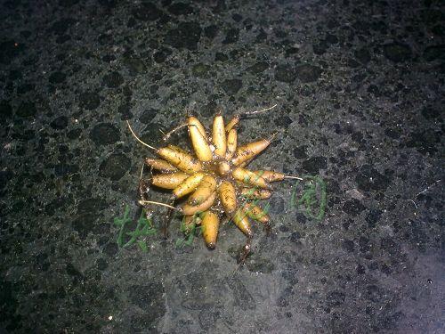 ��ëݢ������ֲ������ϸ����ͼ��,��ëݢ�����ô����ʲôʱ����