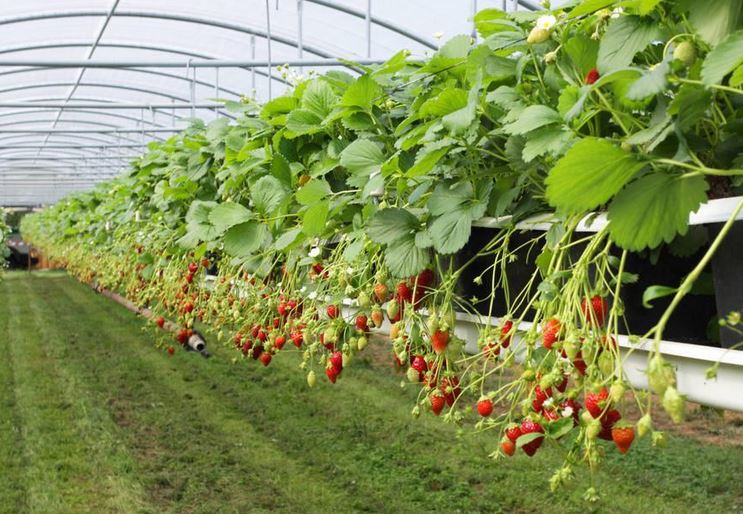 草莓种植需要哪些条件种植方法及时间 大棚草莓种植技术与管理