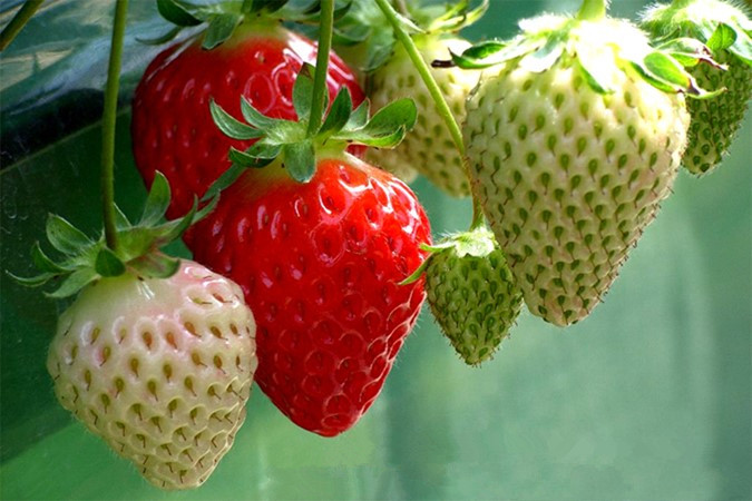 草莓种植需要哪些条件种植方法及时间 大棚草莓种植技术与管理