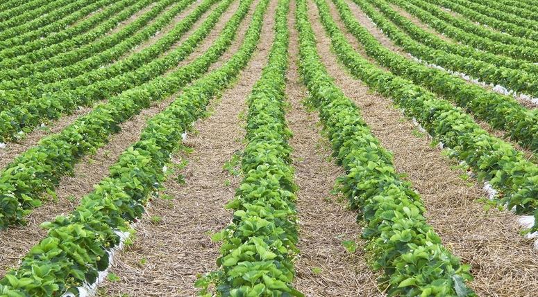草莓种植需要哪些条件种植方法及时间 大棚草莓种植技术与管理