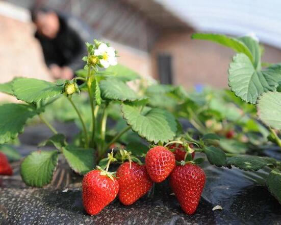 草莓种植需要哪些条件种植方法及时间 大棚草莓种植技术与管理