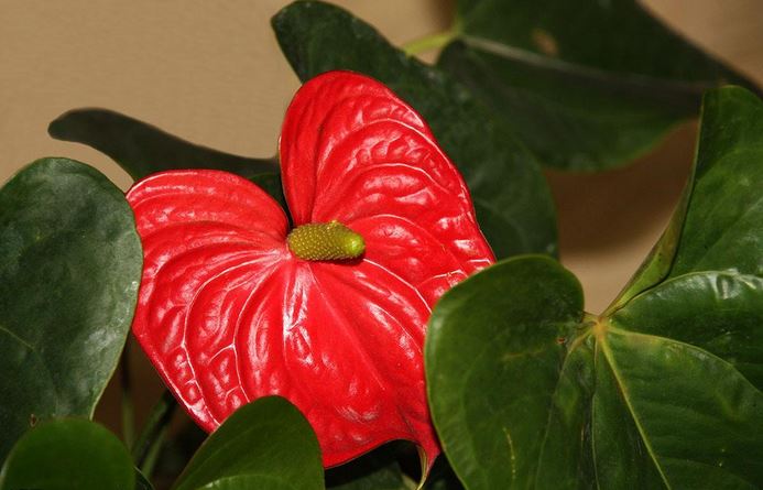 红掌的叶子发黄焦边干枯是怎么回事及养殖方法和注意事项有哪些