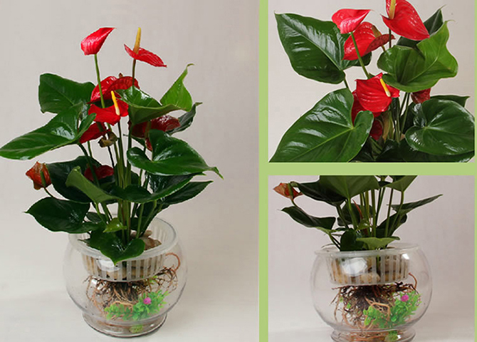 红掌的叶子发黄焦边干枯是怎么回事及养殖方法和注意事项有哪些