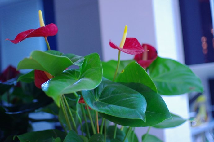 红掌的叶子发黄焦边干枯是怎么回事及养殖方法和注意事项有哪些