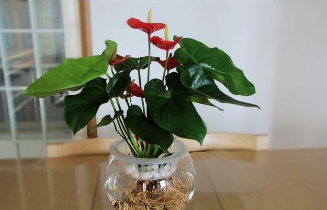 红掌的叶子发黄焦边干枯是怎么回事及养殖方法和注意事项有哪些