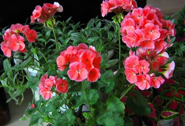 ���ÿ��������������ò��ü��·��޼���� ���ÿ�Ҷ�ӷ�����ô��