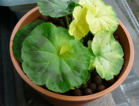 ���ÿ��������������ò��ü��·��޼���� ���ÿ�Ҷ�ӷ�����ô��